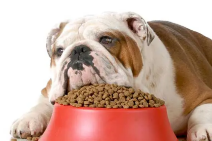 Inilah 5 Penyebab Anjing Tidak Mau Makan yang Paling Umum