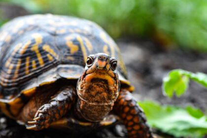 10 Jenis Kura-kura yang Cocok untuk Pemula Pecinta Reptil