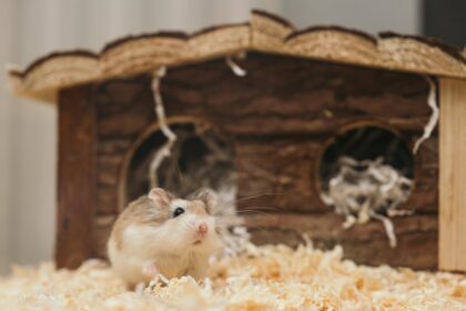 Keunikan Hamster: Fakta Menarik yang Perlu Diketahui oleh Para Pecinta Binatang yang Ingin Memelihara Hamster
