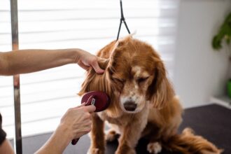Tips Perawatan Bulu Anjing untuk Tampilan yang Mengesankan