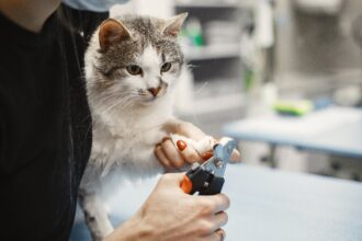 Panduan Grooming Kucing yang Efektif: Tips Merawat Bulu dan Kesehatan Kulit