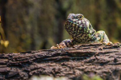 Panduan Pemilihan Reptil sebagai Hewan Peliharaan: Jenis dan Kebutuhan Khusus