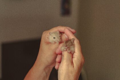 10 Jenis Hamster yang Cocok untuk Pecinta Hewan yang Ingin Memiliki Hamster