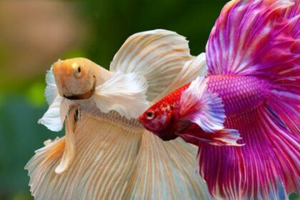 Tips 10 Pilihan Jenis Ikan Cupang yang Memukau untuk Dipelihara di Akuarium Anda