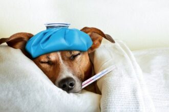 Kesehatan Anjing: Ciri-ciri Penyakit Umum dan Cara Mengatasinya