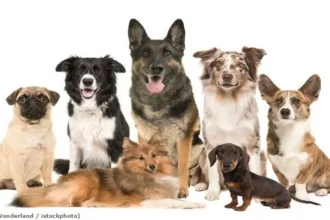 10 Jenis Anjing yang Cocok untuk Menjadi Hewan Peliharaan