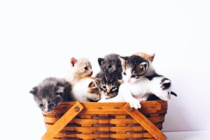Macam-Macam Pilihan Jenis Kucing untuk Menjadi Hewan Peliharaan